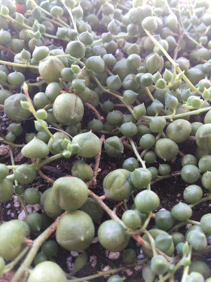 String of Pearls (pot not included) – Geoponics